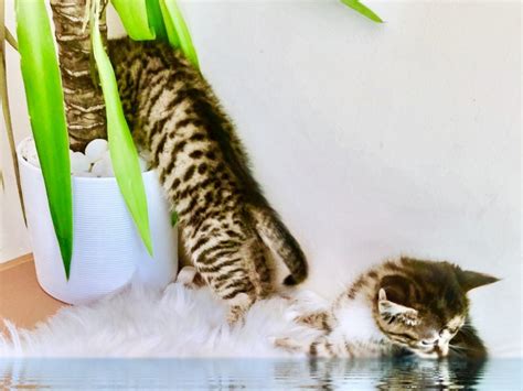 This hypoallergenic cat breed has skyrocketed in popularity in recent years, due to their outgoing personality and huge presence. Enchanting Siberian Forest x Bengal Hypoallergenic Kittens ...