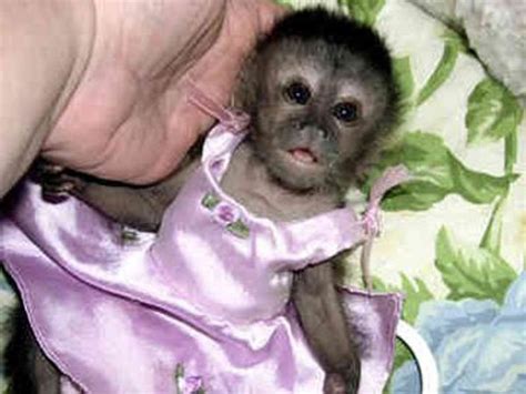 最も選択された Baby Monkey Pet Cost 302313 How Much Does A Baby Pet Monkey Cost
