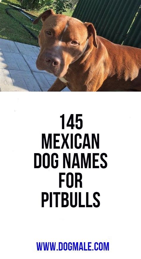 Mexico has many different regions, a long, colorful history, and many fascinating places to visit. 145 Mexican Dog Names for Pitbulls | Dog names, Pitbull ...