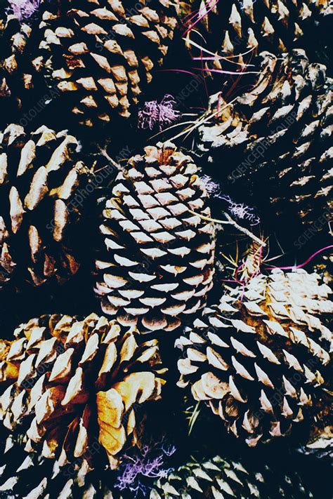 Ponderosa Pine Cones Close Up Stock Image F0163627 Science