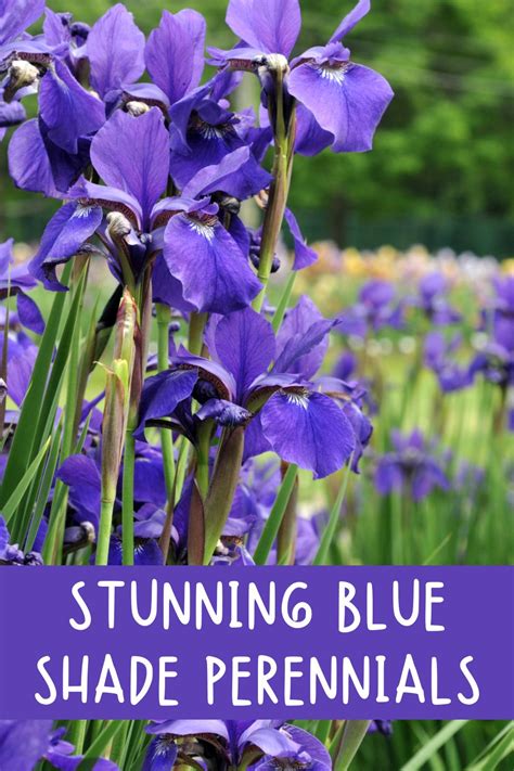 9 Stunning Blue Shade Perennials