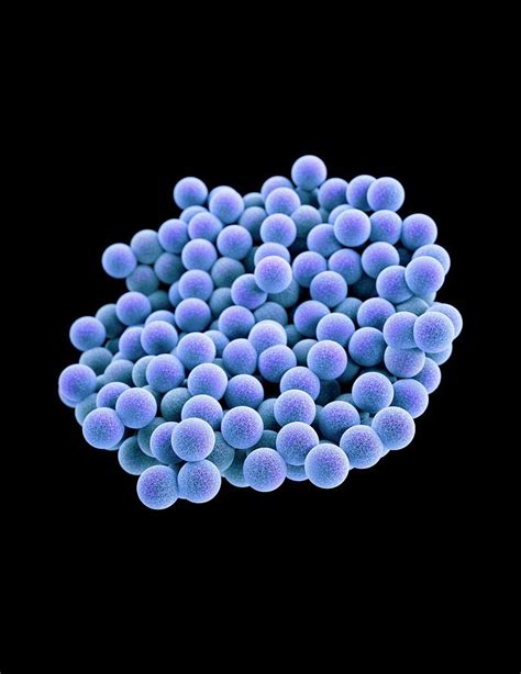 Mrsa Bacteria Photograph By Cdc Melissa Brower Pixels