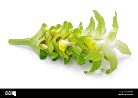 Turmeric Flower Isolated On White Background Stock Photo Alamy