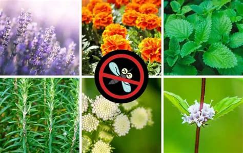 20 Plants That Repel Mosquitoes Slick Garden