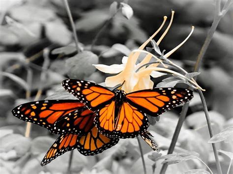 Monarchs On Columbine Colorful Columbine Orange Flower Nature