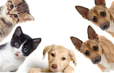 6 Consejos Para Tener Mascotas Sanas Y Contentas