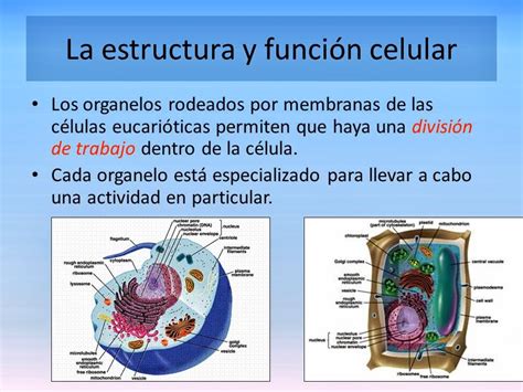 7 3° 7 4° Y 7 5° Disfrutemos Las Ciencias Naturales Estructura Y