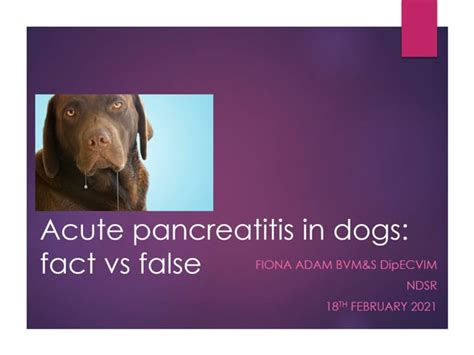 Can Pancreatitis Cause Jaundice In Dogs