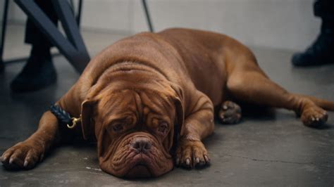 Turner And Hooch Episode 7 Recap To Serve And Pawtect Leisurebyte
