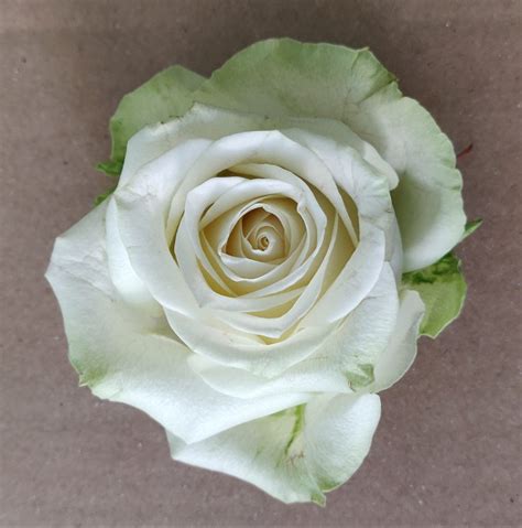 Rosas Blancas Para Ramos ️ Tipos De Rosas Blancas