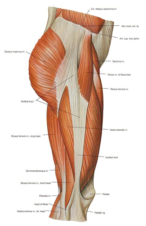 Muscles are named according to their shape, location, or a combination. Leg and Foot Muscles