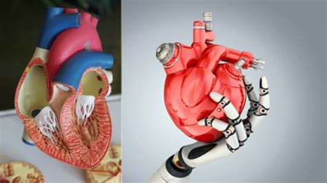 How Soon Will We Be Able To Create Artificial Organs