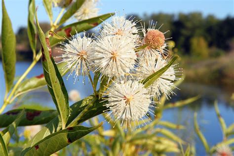 Cephalanthus Occidentalis Var Californicus Calflora