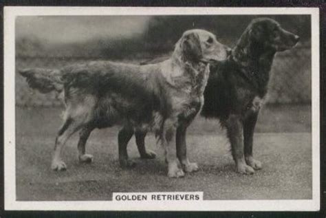 Golden Retriever Wiki Dogs Amino