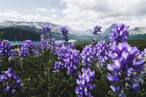 Wildflowers Blooming At Glacier National Park Oc 4000x6000 R