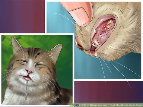 How To Diagnose And Treat Mouth Ulcers In Cats 9 Steps