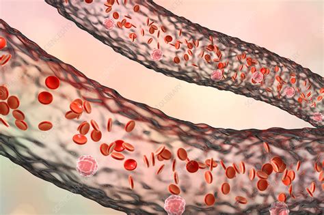 Blood Vessel With Blood Cells Illustration Stock Image F0187421