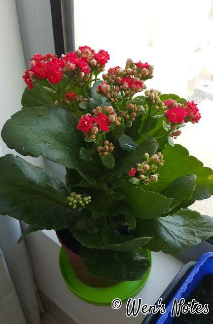 As popsugar editors, we independently select and write about stuff we love and. Kalanchoe Care | Plants, House plant care, Inside plants