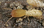 Ako vyzerajú termiti?