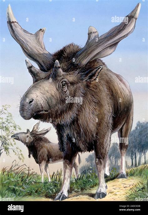Sivatherium Illustration This Extinct Prehistoric Mammal Is An