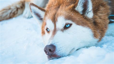 40 Curiosidades Del Husky Siberiano Caracteristicas Unicas De Su Raza
