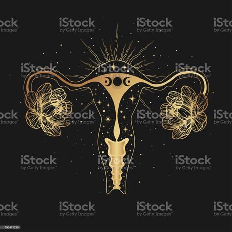 Beautiful Female Reproductive Organs With Crescent Uterus Womb Major