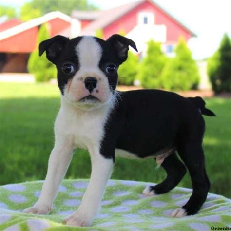 Things that make you go aww! Boston Terrier Puppies For Sale | Greenfield Puppies