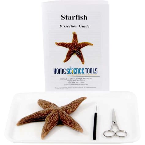Starfish Dissection Kit For Kids Marine Science Anatomy Hst