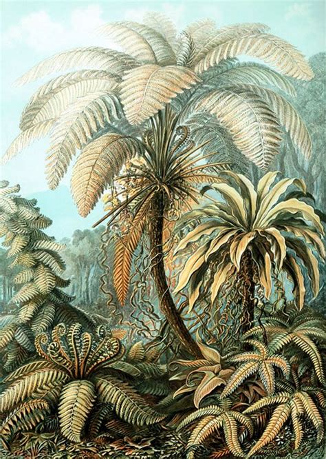 Haeckel El Ilustrador De La Naturaleza Más Bella Ciencia Y Biología