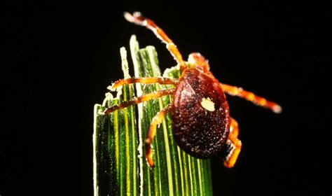 A Tick Spreading Across Us Is Giving People A Red Meat Allergy