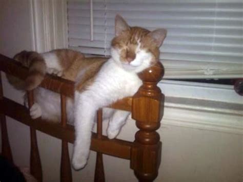 Totally Awkward Cat Sleeping Positions 58 Photos Klykercom