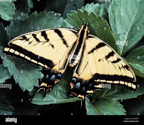 A Western Swallowtail Butterfly Papilio Rutulus In Utah Stock Photo