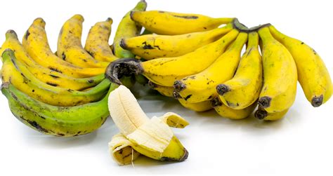 Brazilian Dwarf Bananas Information Recipes And Facts