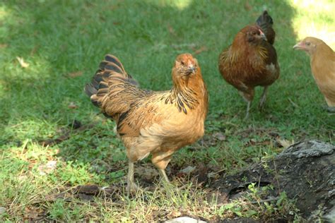 The Best Urban Backyard Egg Laying Hen Breeds Laying Chickens Breeds