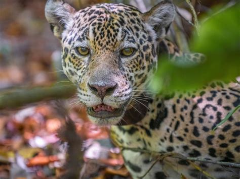 Tropical Rainforest Jaguar
