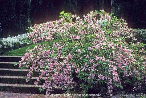 See more ideas about hedges, plants, hedges landscaping. Weigela florida flowering shrub | Outdoor plants, Florida ...