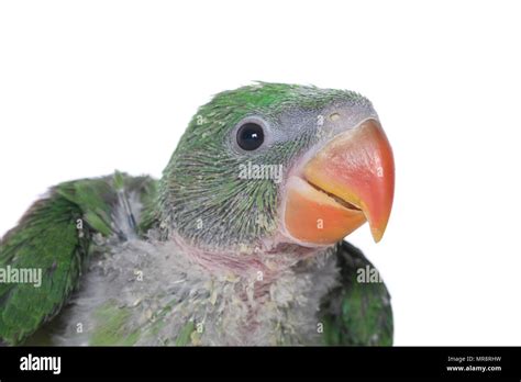 Baby Parakeet Hi Res Stock Photography And Images Alamy