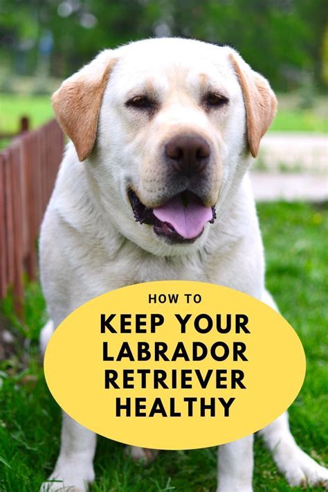 Everything You Need To Know About The Labrador Retriever Breed Of Dog