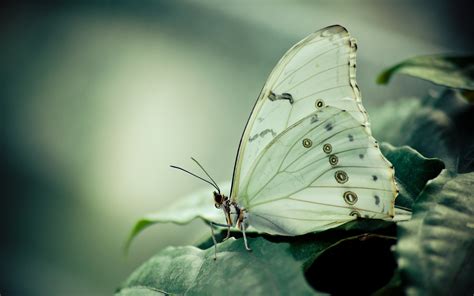 Wallpaper 1920x1200 Px Animals Butterfly Close Leaves Macro
