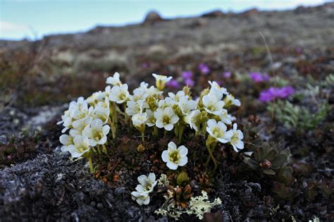 Tiny Tundra Plants And Consistent Trait Environment Relationships