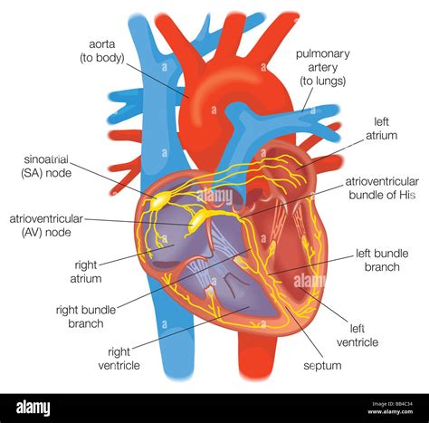 Electrical Conduction In The Heart In Healthy Individuals Is Stock