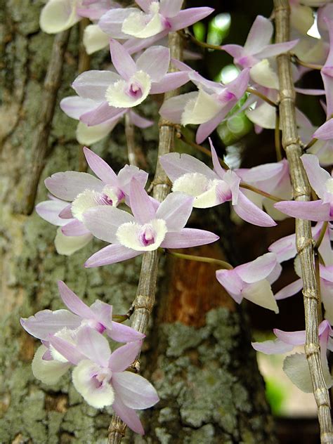 Hoa Phong Lan Vi T Vietnam Orchids Dendrobium Aphyllum