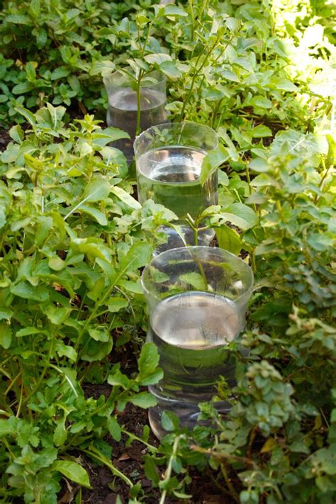 Make A Diy Drip Irrigation System Using Plastic Bottles Artofit