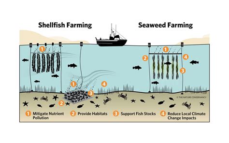 How Investors Can Turn The Tide On Aquaculture