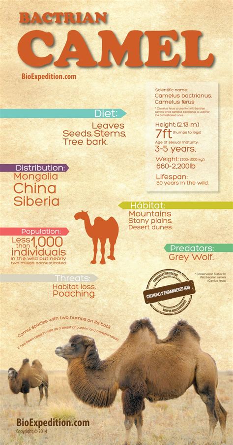 Bactrian Camel Infographic Animal Facts And Information