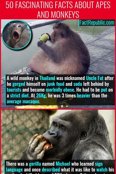 50 Fascinating Facts About Apes And Monkeys Fact Republic Funny