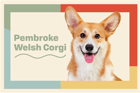 Pembroke Welsh Corgi Dog Breed Information And Characteristics Daily Paws