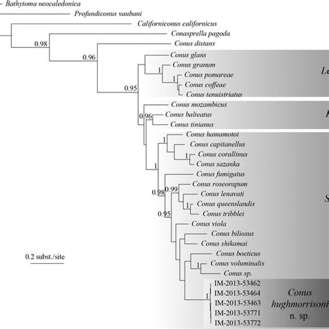 Bayesian Phylogenetic Tree Obtained With The COI Gene Posterior Download Scientific Diagram