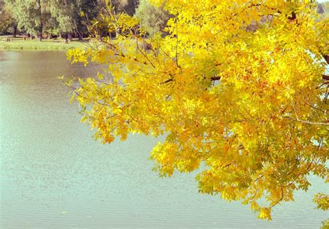 Yellowing Autumn Tree Leaves At The Tisza River In Hungary Fall Season Turning Colors Stock