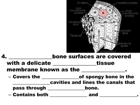 Ppt Long Bone Structure Powerpoint Presentation Free